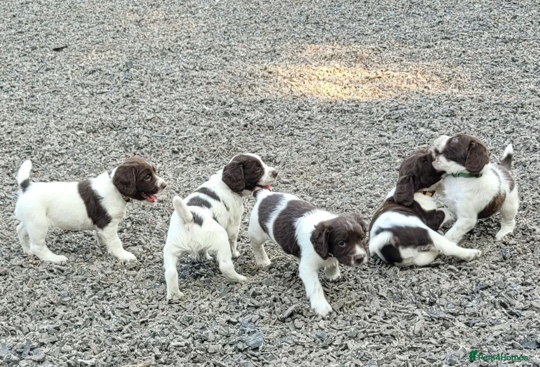 English Springer Spaniel dogs for sale: KC Working English Springer Spaniel puppies  - Image 13
