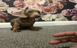 Miniature Dachshund dogs for sale: 5 month old miniature dachshund  - Image 5