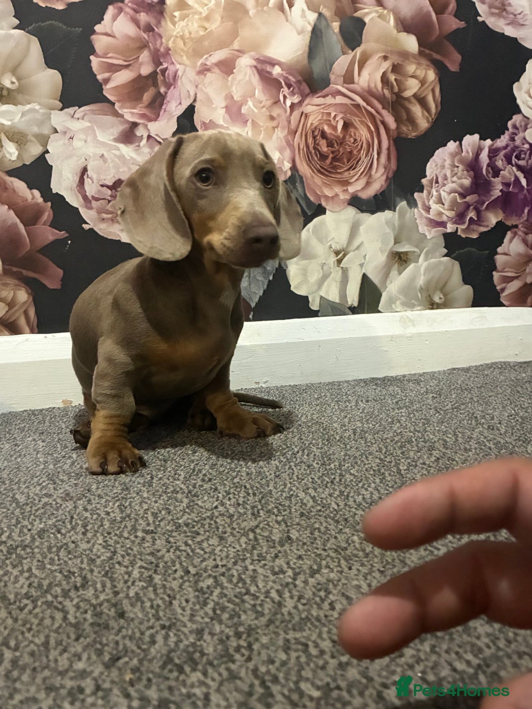 Miniature Dachshund dogs for sale: 5 month old miniature dachshund  - Image 5