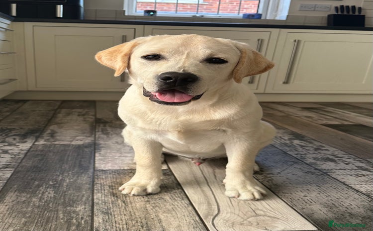 Labrador Retriever dogs - Advert 6
