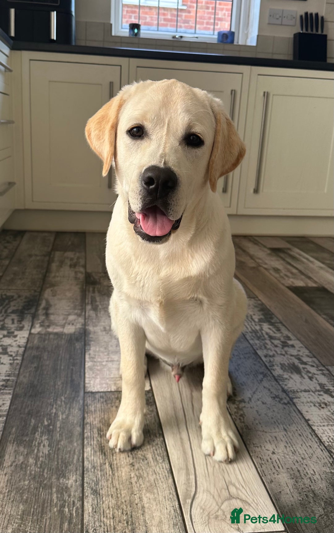 Labrador Retriever dogs for sale: Best behaved Labrador puppy in the world - Image 1