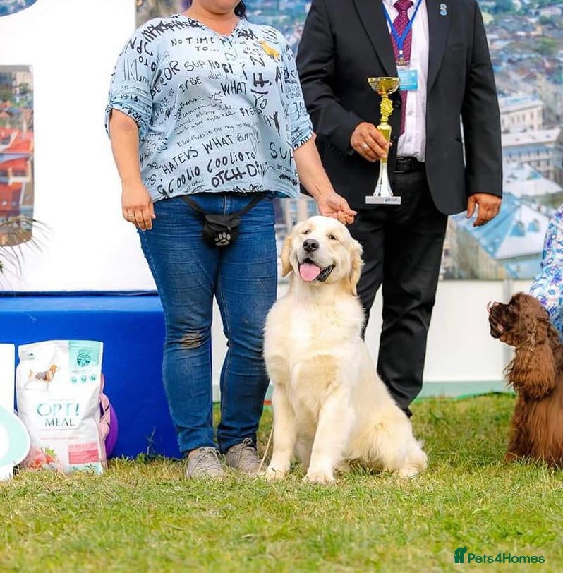 Golden Retriever dogs 38GEN KC FCI reg HEALTH TESTED DAD TITLED CHAMPION - Advert 1