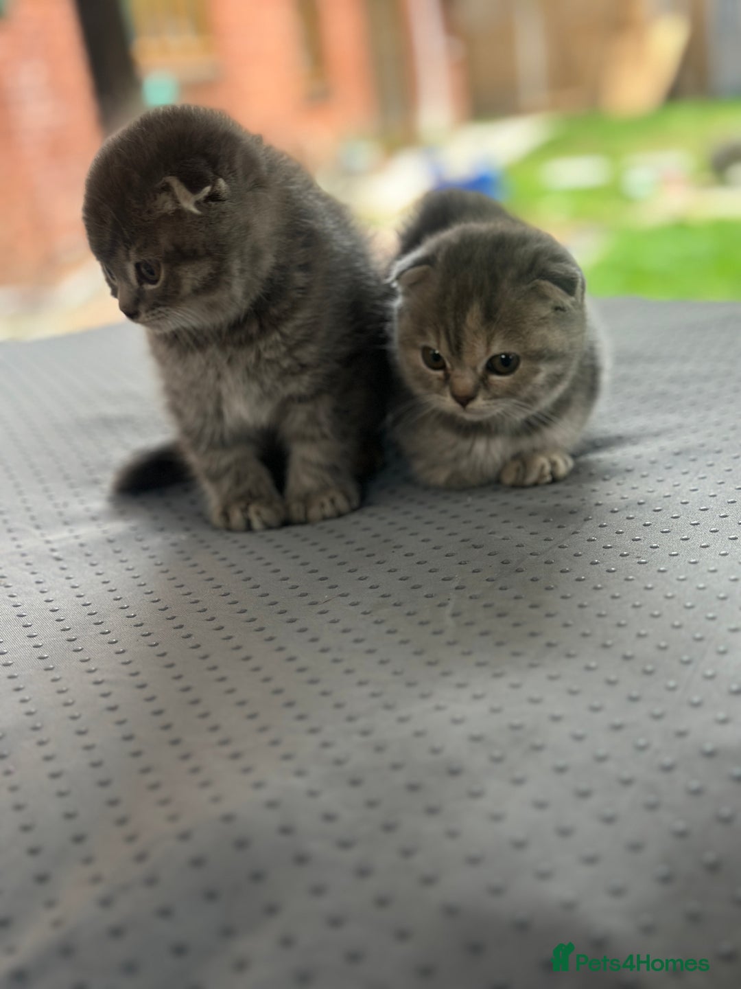 Scottish Fold cats for sale: 🐾Playful Male & Female Scottish Fold Kittens🐾 - Image 4