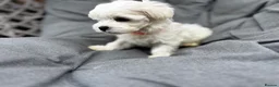 Maltese dogs for sale: >>PUREBRED BEAUTIFULLY MALTESE PUPPIES<< - Advert 15