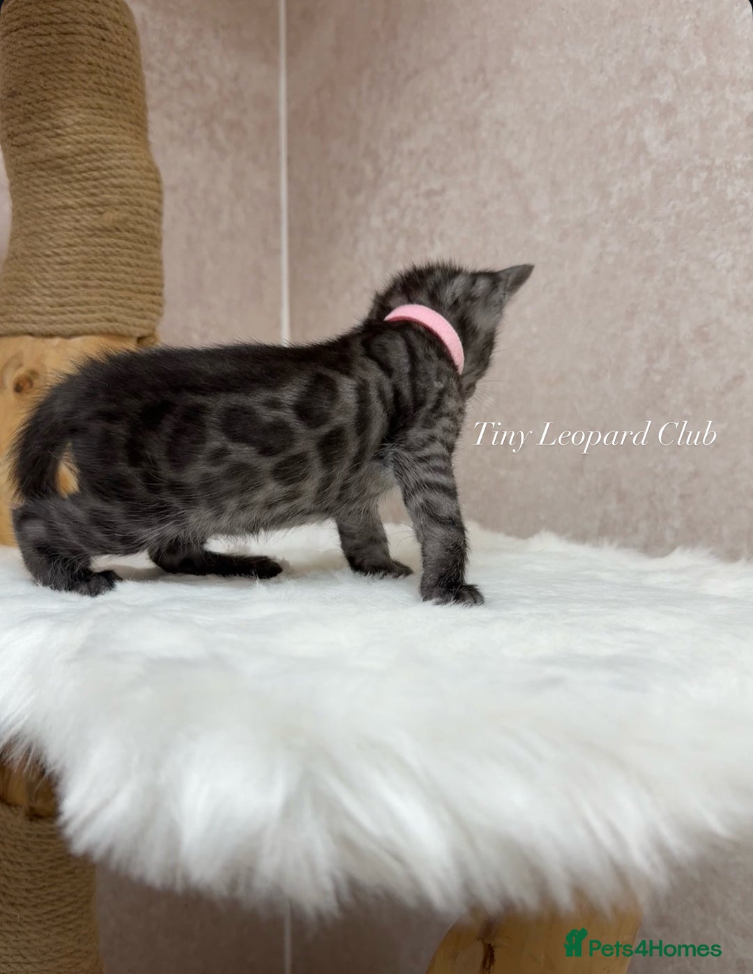 Bengal cats for sale: International Championship, Full Pedigree Bengals - Image 8
