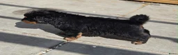 Rottweiler dogs for sale: Long haired Rottweilers  - Advert 11