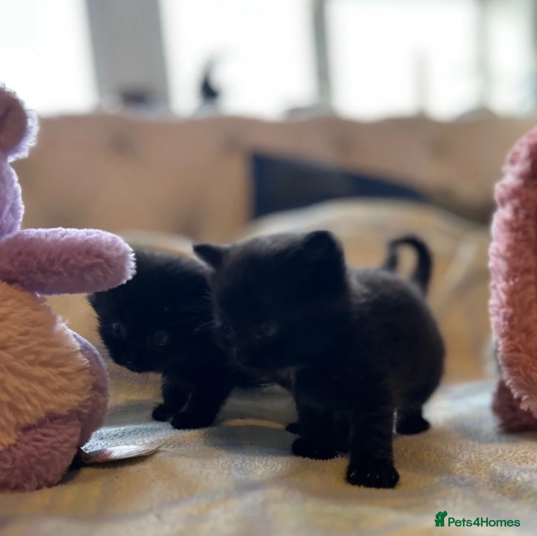 Mixed Breed cats for sale: Beautiful kittens with fantastic temperaments🐱 - Advert 2