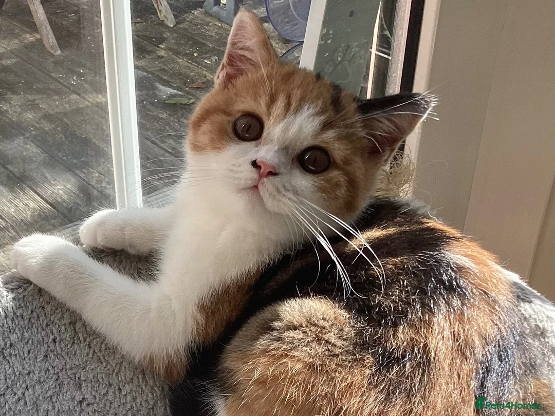 British Shorthair cats for sale: Fabulous GCCF kittens - Advert 1