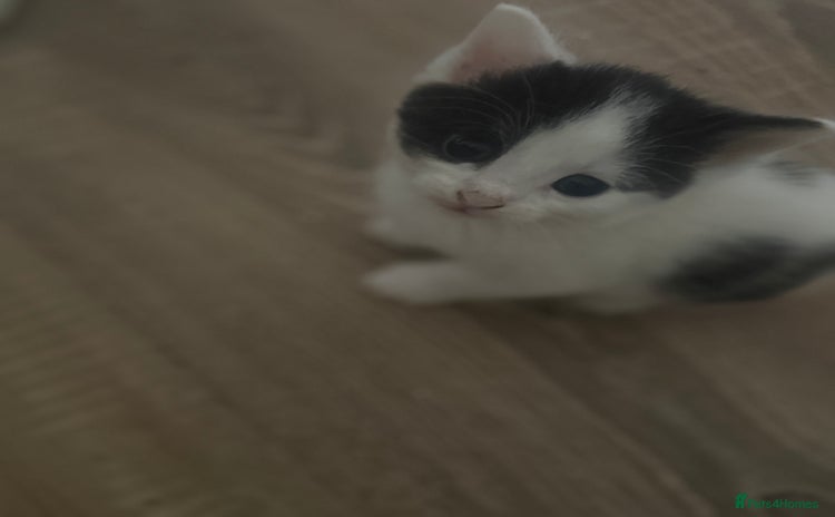 Mixed Breed cats - Advert 10