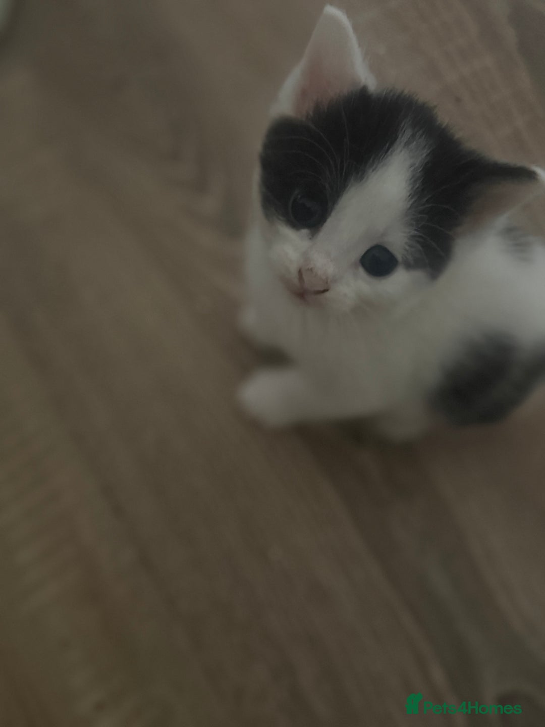 Mixed Breed cats for sale: 6 kittens all different colours  - Image 3