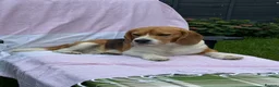 Beagle dogs for stud: Milo the beagle  in Slough - Advert 1