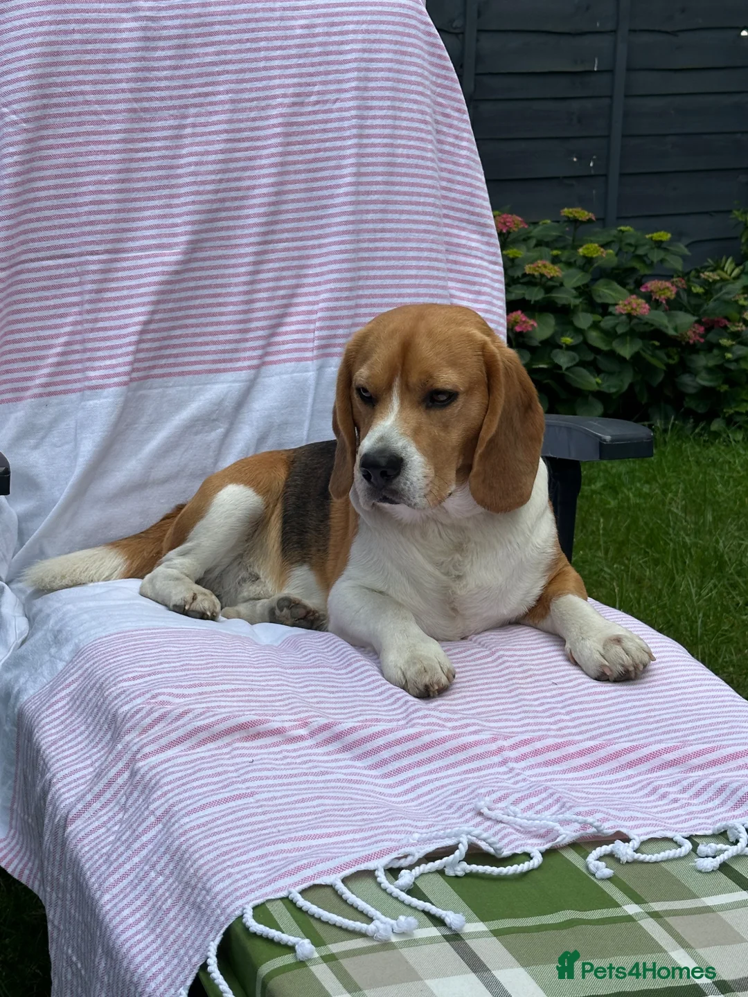 Beagle dogs for stud: Milo the beagle  in Slough - Advert 1