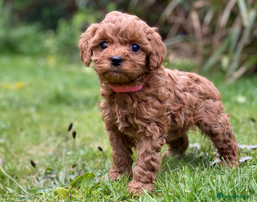 Cavapoo dogs for stud: F1b 5.6kg Cavapoo stud. Devon 100% success in Winkleigh - Image 3