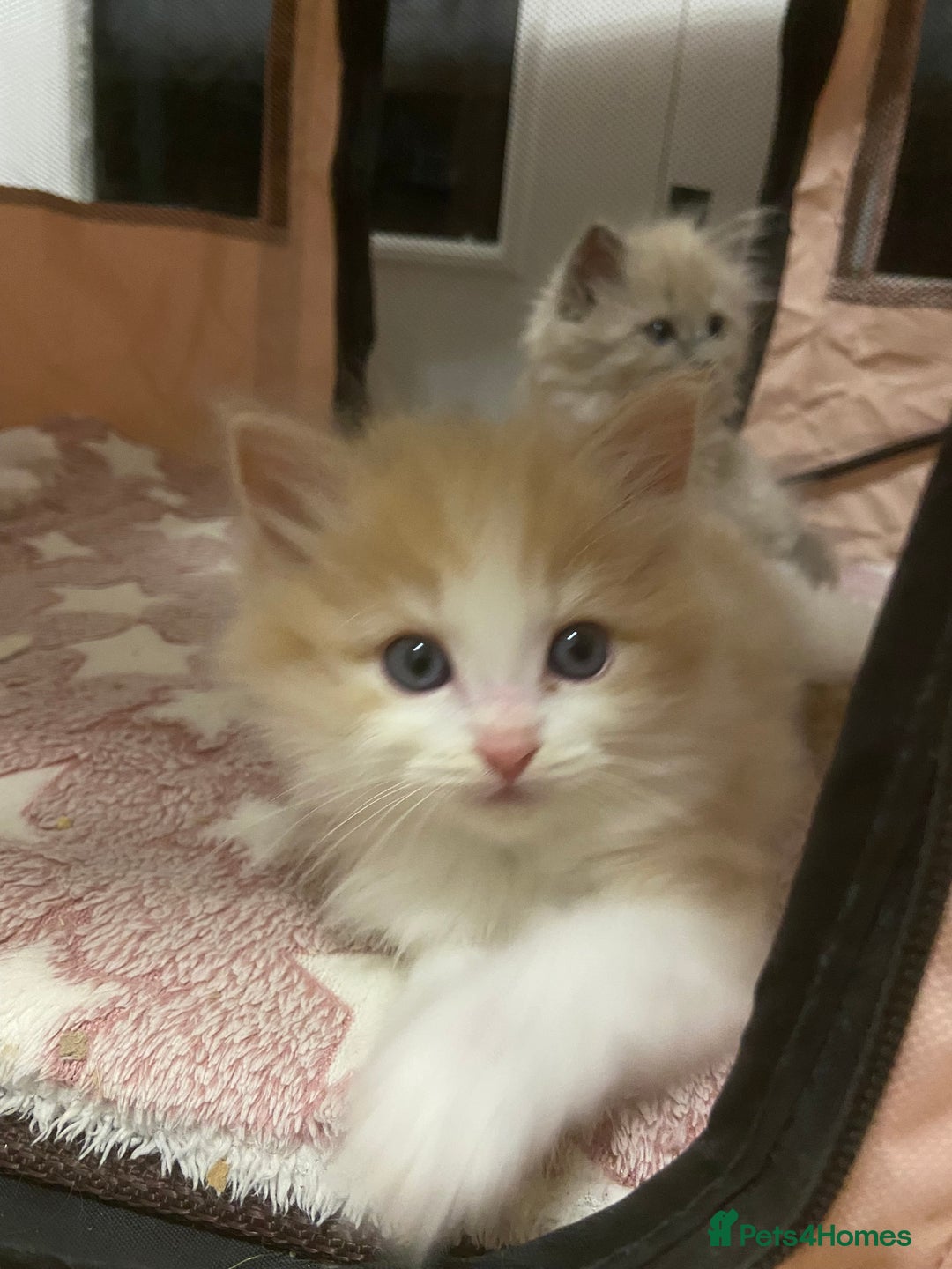 Ragdoll cats for sale: TICA mink sepia and cream ragdoll kittens - Advert 2