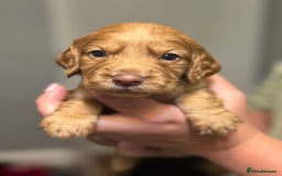 Sprocker dogs for sale: Beautiful Sprockers - Image 3
