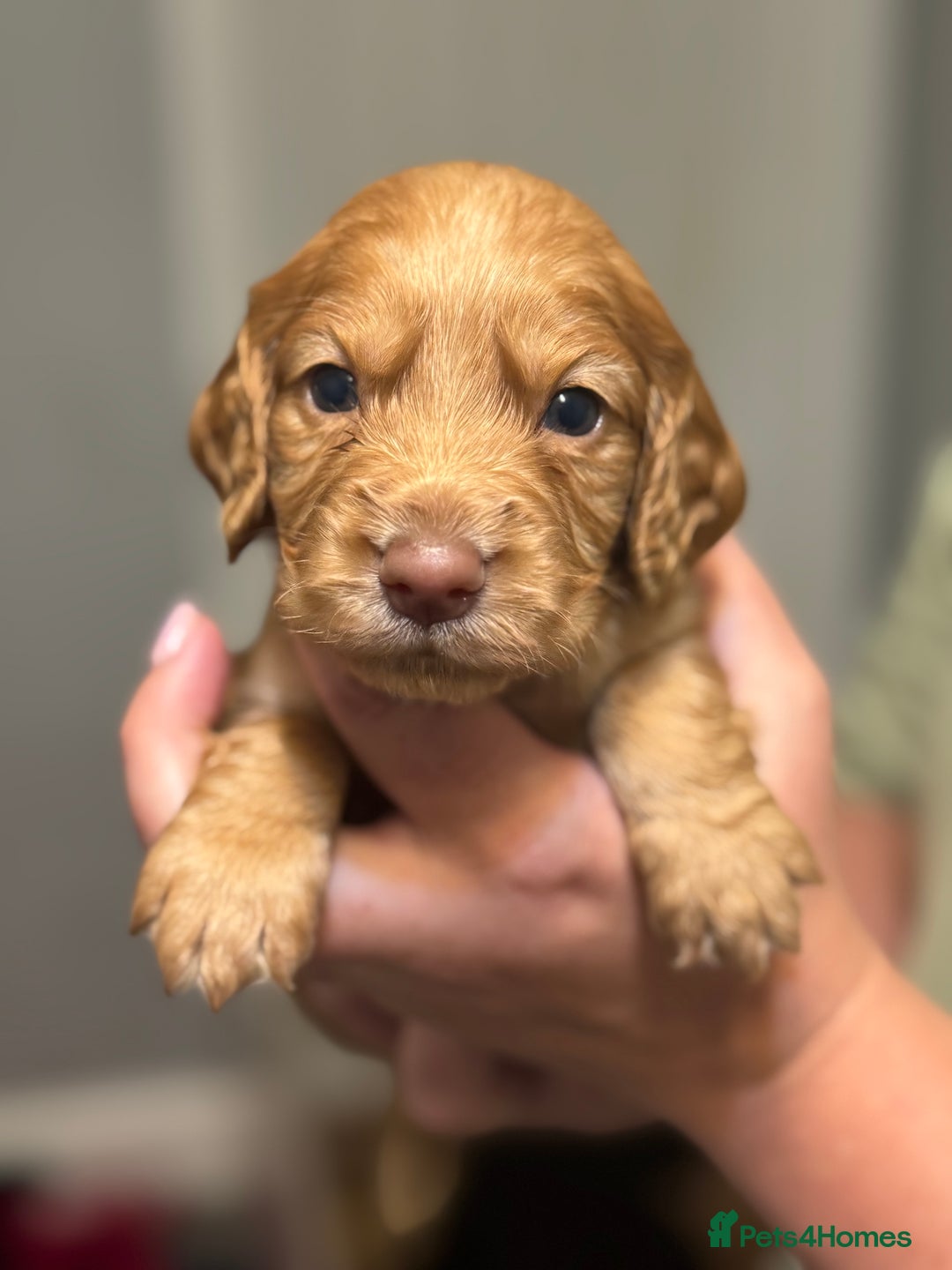 Sprocker dogs for sale: Beautiful Sprockers - Image 3