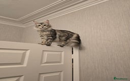 Maine Coon cats for sale: Maine Coon Black Silver Russian Lines - Image 12