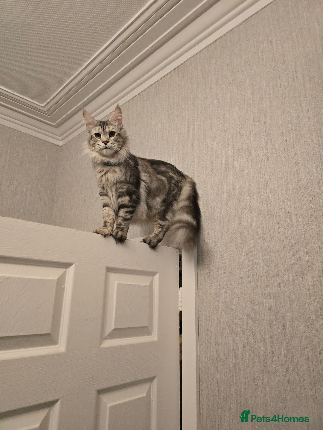 Maine Coon cats for sale: Maine Coon Black Silver Russian Lines - Image 12