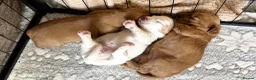 Mixed Breed dogs for sale: 3 Beautiful Cavapoochon Girls in Basildon - Advert 6
