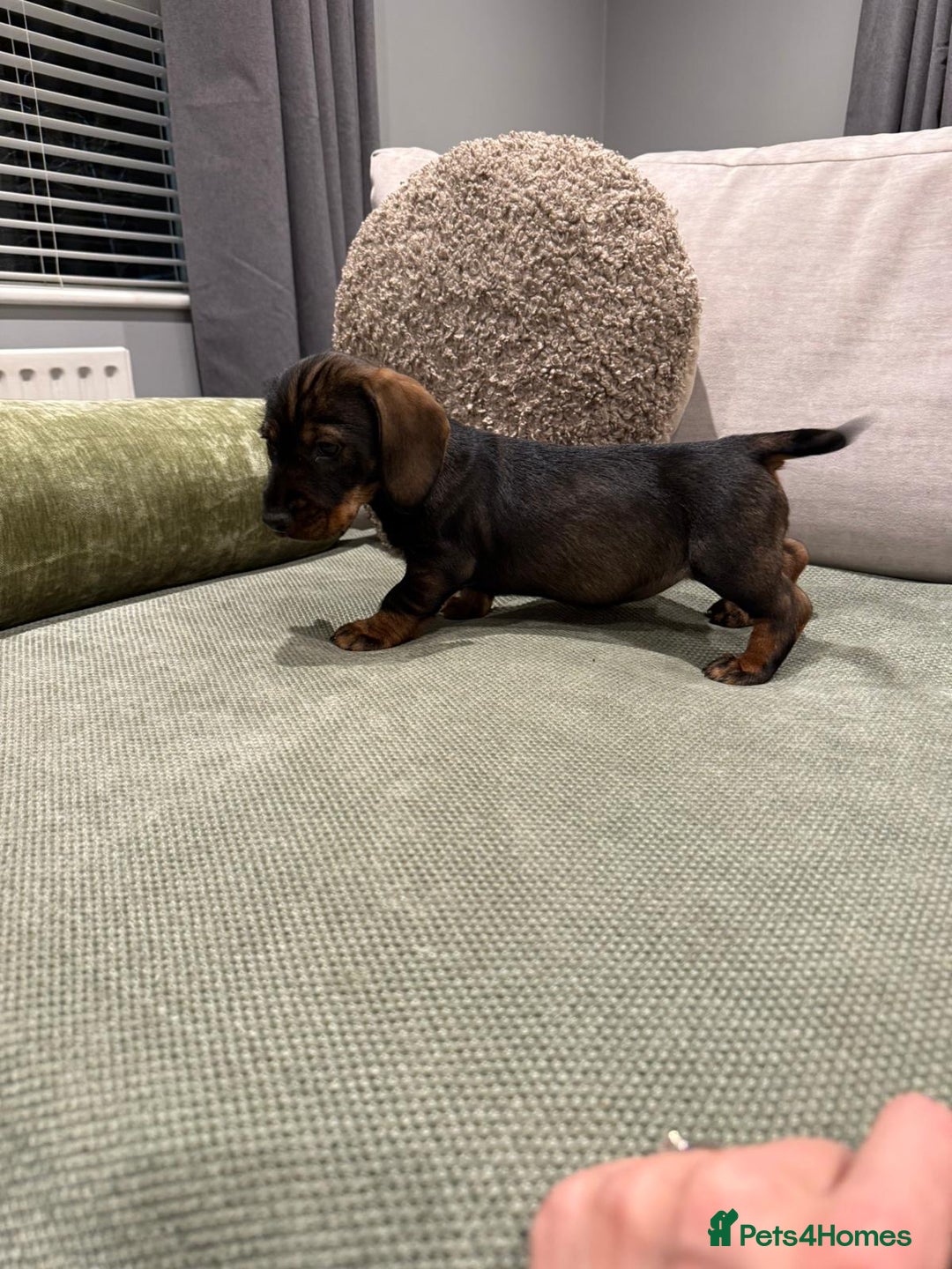 Dachshund dogs for sale: Dachshund puppies - Advert 4