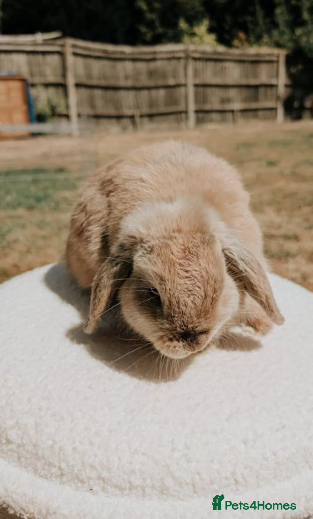 Mini Lop rabbits for sale: Gorgeous Female Mini Lop  - Advert 1