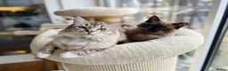 Ragdoll cats for sale: TICA registered Cherubim retired male and female - Advert 4
