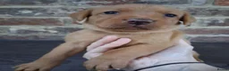Labrador Retriever dogs for sale: Elite Labrador Puppy - Trained & Ready - Advert 4
