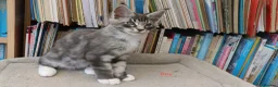 Maine Coon cats for sale: TICA registered, parents DNA tested negative - Advert 4