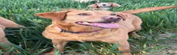 Labrador Retriever dogs for sale: KC'd numerous Champions inc Drakeshead in pedigree in Doncaster - Advert 6