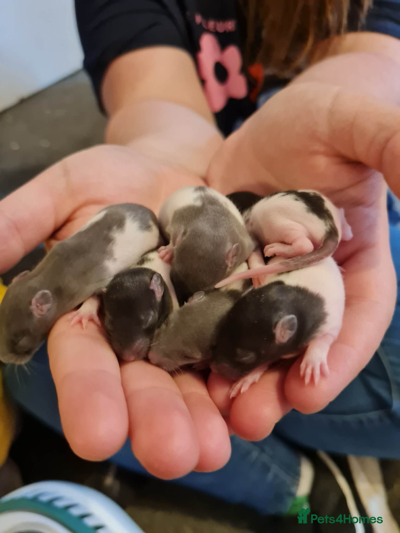 Rat rodents Rat babies - Advert 1