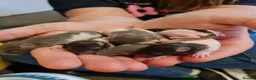 Rat rodents for sale: Rat babies in Bracknell - Advert 1