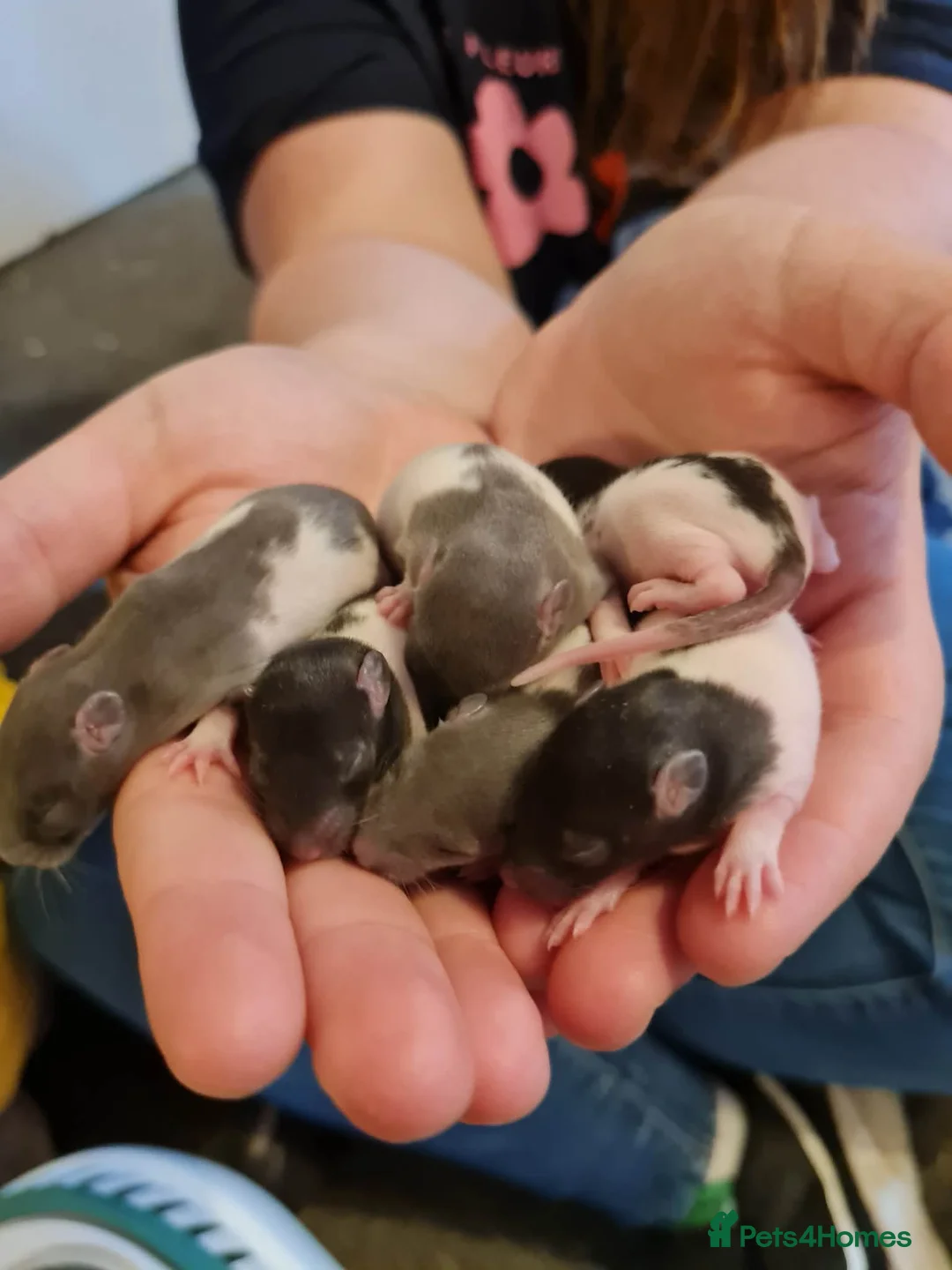 Rat rodents for sale: Rat babies in Bracknell - Advert 1
