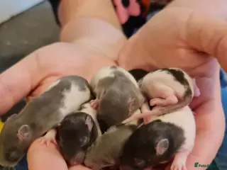 Rat rodents Rat babies - Advert 1