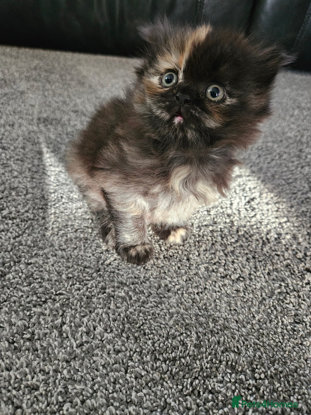 Scottish Fold cats for sale: Adorable Scottish fold Straight Ears Kittens  - Image 38