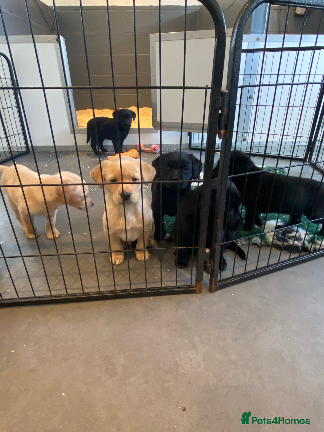 Labrador Retriever dogs for sale: Yellow and black Labrador puppies in Whitchurch - Image 32