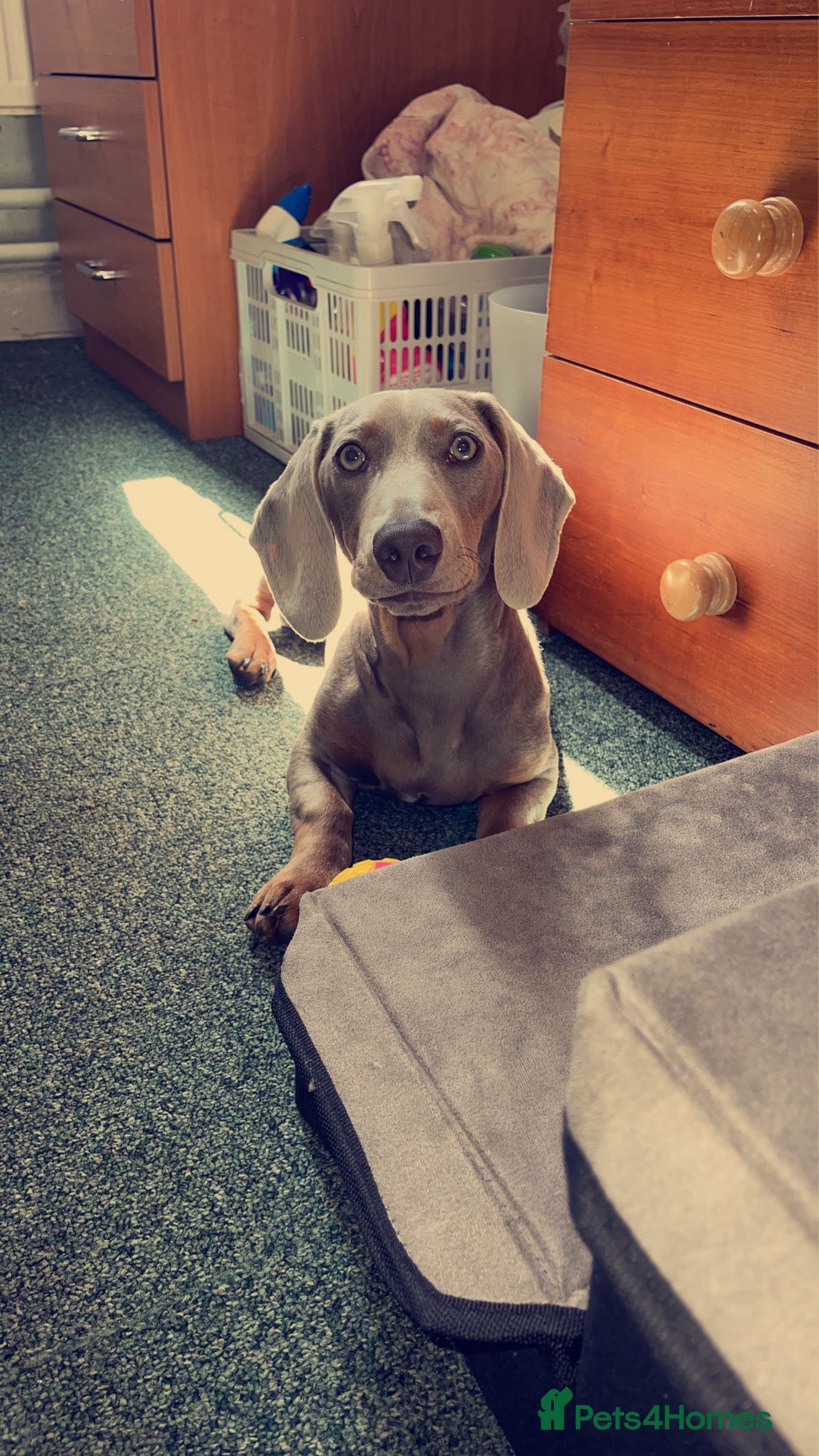 Dachshund dogs Milo Age 4 (16 Feb) - Advert 1