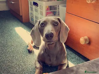 Dachshund dogs Milo Age 4 (16 Feb) - Advert 1