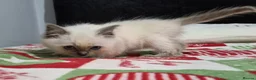 Ragdoll cats for sale: Purebred Ragdoll Kittens, Ready to Go - Advert 24