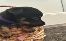 Mixed Breed dogs for sale: Yorkshire terrier x jack Russel  - Image 10