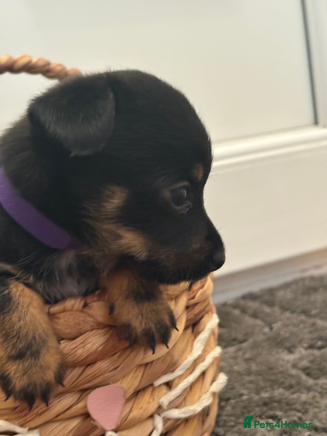 Mixed Breed dogs for sale: Yorkshire terrier x jack Russel  - Image 10