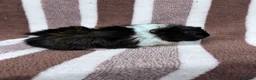 Guinea Pig rodents for sale: Sow guinea pig babies  - Advert 5