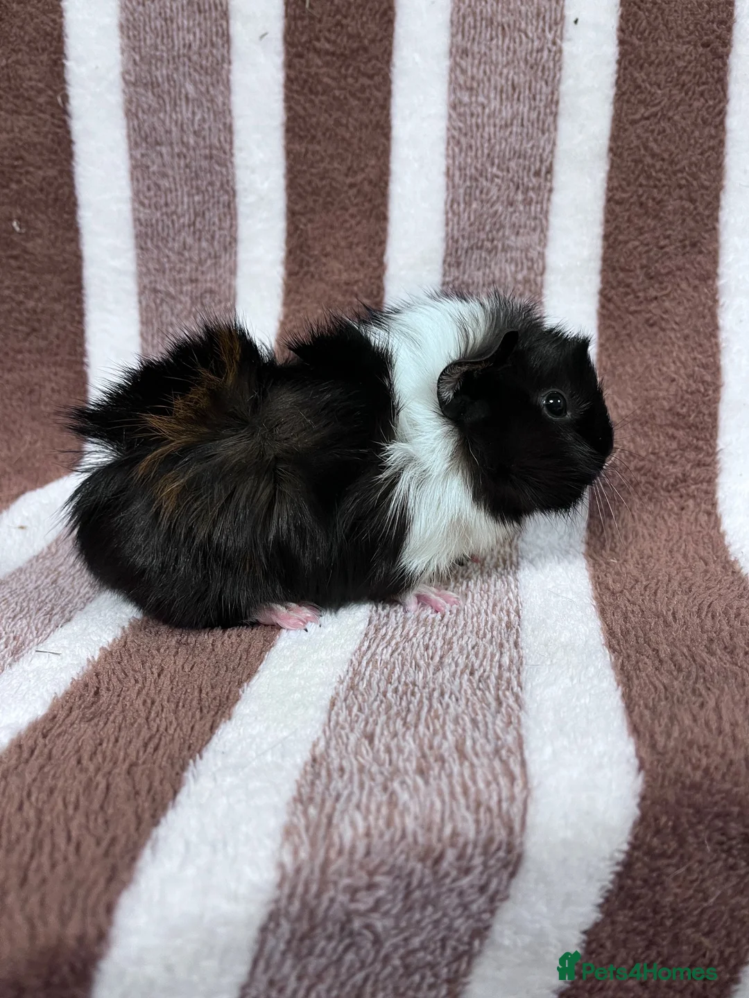 Guinea Pig rodents for sale: Sow guinea pig babies  - Advert 5