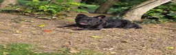 French Bulldog dogs for stud: WAVE CHECK C2 PUFFY TRINDLE  - Advert 5