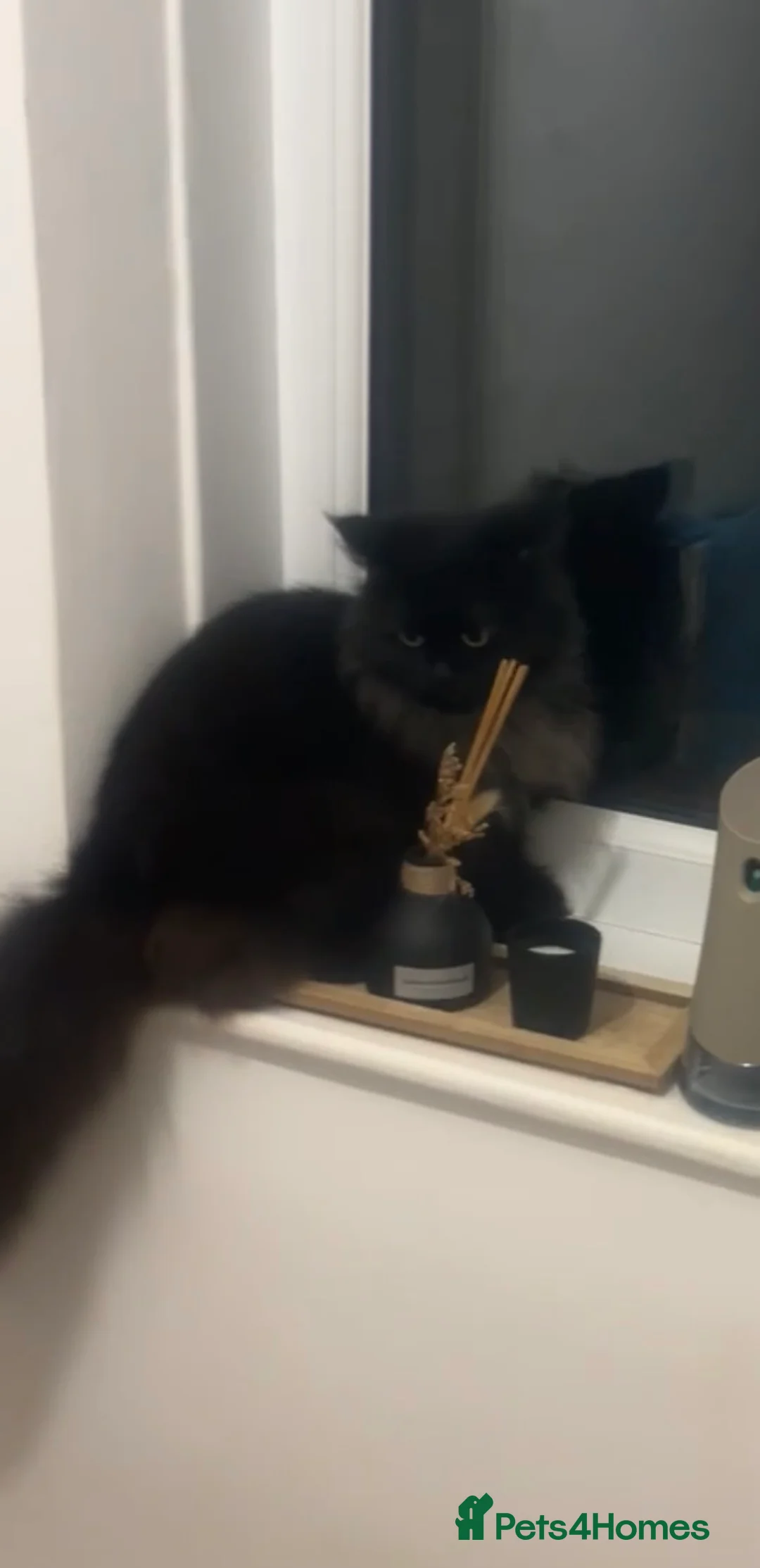 Mixed Breed cats for sale: Fluffy black kittens 🐈‍⬛  in Ferryhill - Advert 2