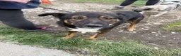 Mixed Breed dogs for adoption: Meet Ahab, currently residing in Somerset - Advert 10