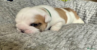 English Bulldog dogs - Advert 8