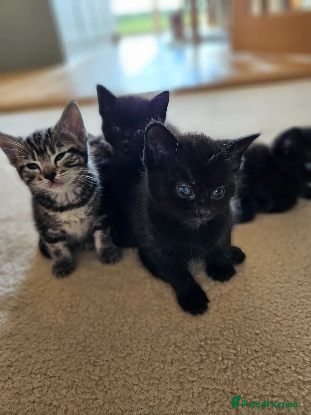 Mixed Breed cats for sale: Ready 4 days black boy kitten Siamese ragdoll mix  - Advert 1