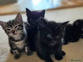 Mixed Breed cats Ready now, Siamese ragdoll mix black male kitten - Advert 5