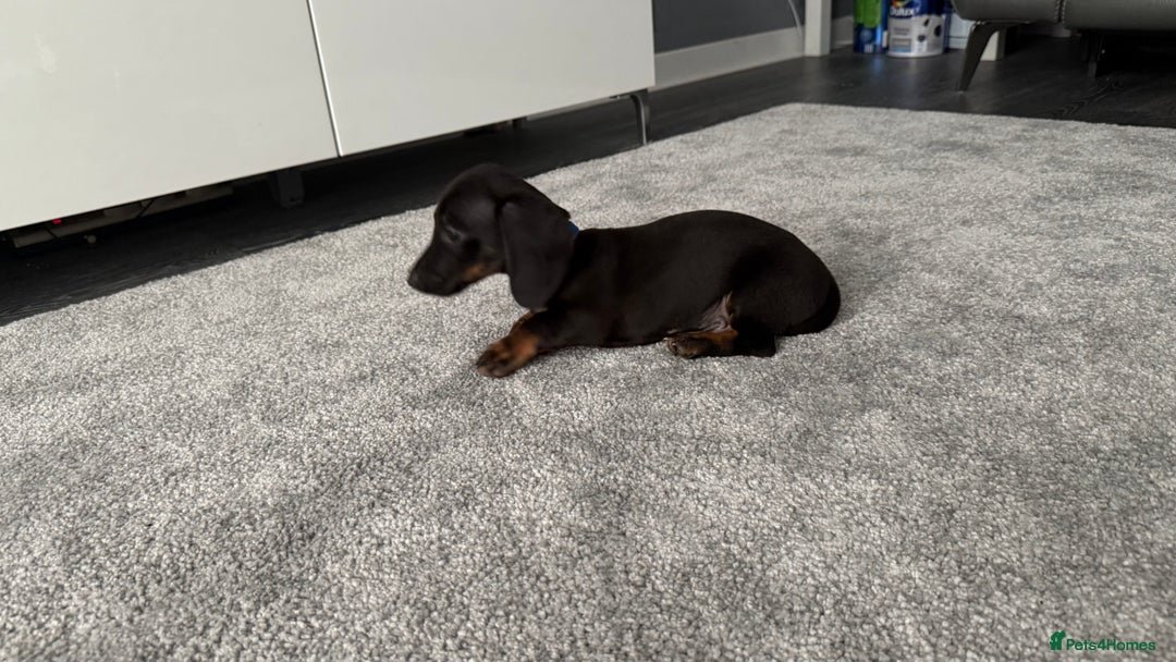 Dachshund dogs for sale: Last dachshund boy - ready to go - Image 3