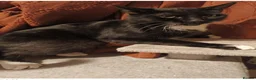 Mixed Breed cats for sale: 🐱 Lovely Female Cat Looking for a New Home in Borehamwood - Advert 2